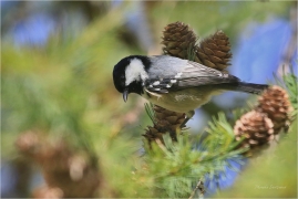 <p>SÝKORA UHELNÍČEK (Periparus ater) ---- /Coal tit - Tannenmeise/</p>